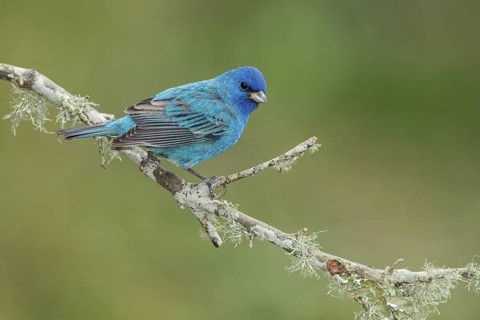 Indigo Bunting (Passerina cyanea) male perched on a branch, Texas, USA