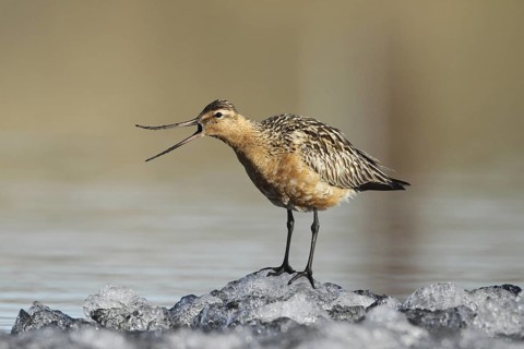 Bar-tailed Godwit (Limosa lapponica) male, Alaska, USA