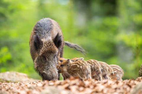 Wild boar (Sus scrofa) piglets (Squeaker) suckle milk at their mother in a forest, Bavaria, Germany