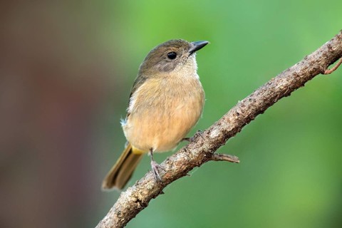Australian Golden Whistler (Pachycephala pectoralis xanthoprocta) perched on a branch, Norfolk