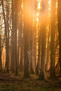 Sunlight streams through a dense forest and creates a mystical atmosphere, Gechingen, Black Forest,