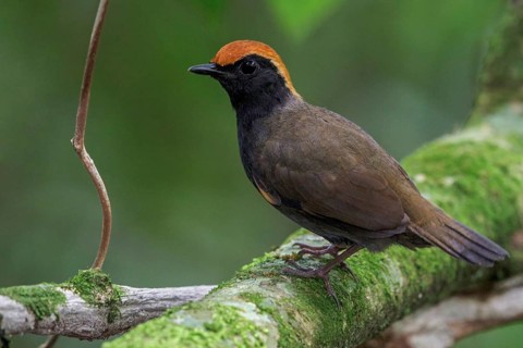 Rufous-capped Antthrush (Formicarius colma) perched on a branch in the Atlantic rainforest of