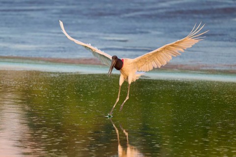 A bird balancing on the water while landing, Jabiru (Jabiru mycteria), Pantanal, Mato Grosso,