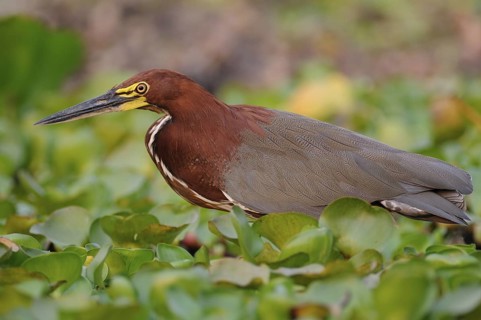 Rufescent Tiger Heron (Tigrisoma lineatum) foraging, Pantanal, Brazil