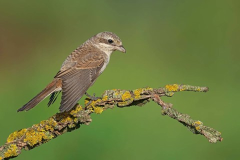 Red-backed Shrike (Lanius collurio) juvenile perched on a lichen branch, Aosta Valley, Italy