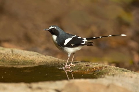 Slaty-backed Forktail (Enicurus schistaceus) at a waterhole, Yunnan, China