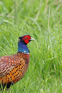 Pheasant, hunting pheasant (Phasianus colchicus), adult male bird in a meadow, animal portrait,