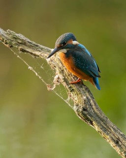 Kingfisher (Alcedo atthis) sitting on an old branch, perch and looking for prey, Lower Saxony,