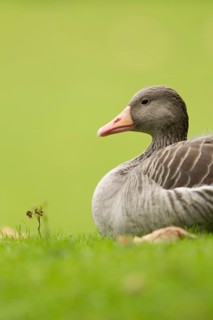Greylag Goose (Anser anser), Bavaria, Germany