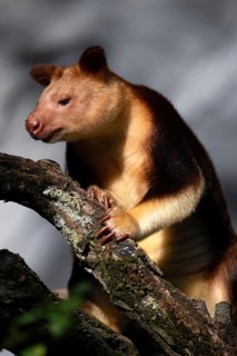 Goodfellow's tree-kangaroo (Dendrolagus goodfellowi), captive, on tree trunk, Baden-Württemberg,