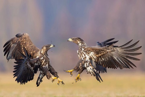 Two fighting sea eagles fighting over their prey, (Haliaeetus albicilla), Haliaaetus albicilla,