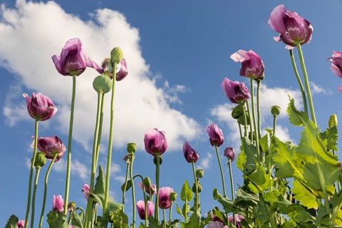 Field with blue poppy (Papaver somniferum) in bloom, Penig, Saxony, Germany