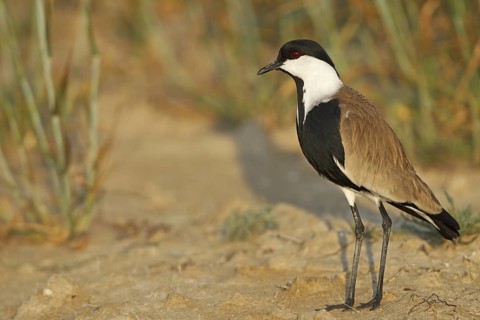 Spur-winged Lapwing (Vanellus spinosus), Silifke, Turkey