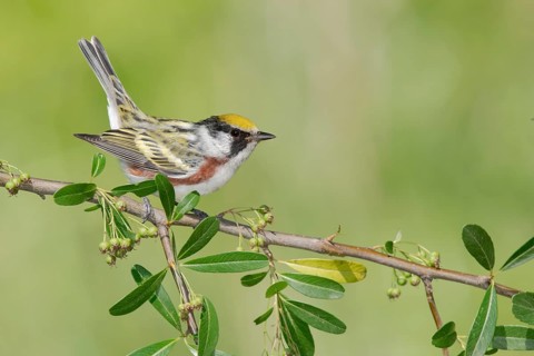 Chestnut-sided Warbler (Setophaga pensylvanica) perched on a branch, Texas, USA