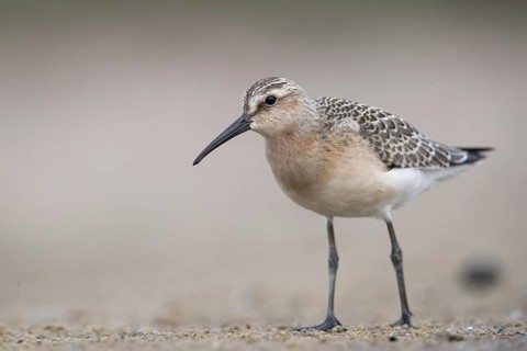 Curlew Sandpiper (Calidris ferruginea) foraging, Mecklenburg-Western Pomerania, Germany