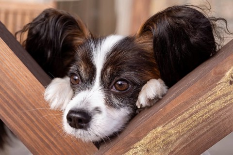 An adorable Papillon dog rests its head on a wooden surface, showcasing its expressive eyes and