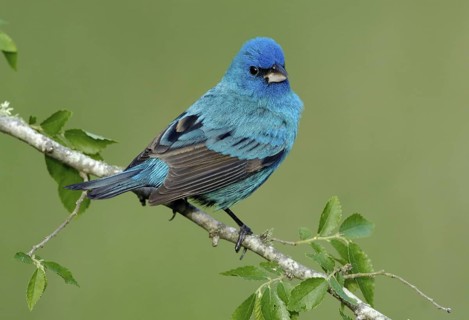 Indigo Bunting (Passerina cyanea) male, Texas, USA