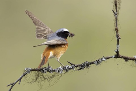 Common Redstart (Phoenicurus phoenicurus) male perched on a branch with food in its beak, Dalarna,