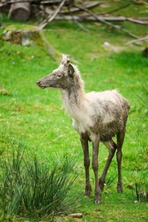 Red deer (Cervus elaphus) albino stag in a forest, Bavaria, Germany