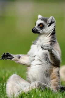 A sitting lemur relaxing in a meadow with raised paws, Ring-tailed Lemur (Lemur catta), Augsburg