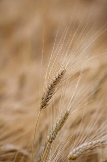 Ripe barley (Hordeum vulgare), Rhineland-Palatinate, Germany