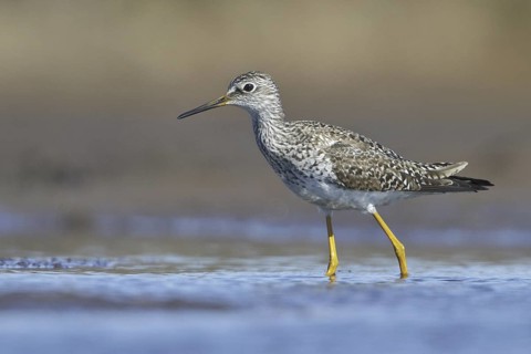 Lesser Yellowlegs (Tringa flavipes), Manitoba, Canada