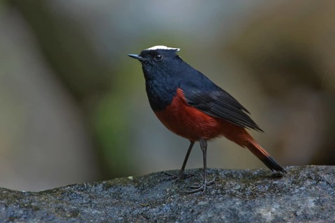 White-capped Redstart (Phoenicurus leucocephalus) male, Thailand