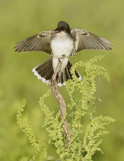 Eastern Kingbird (Tyrannus tyrannus) singing, Texas, USA