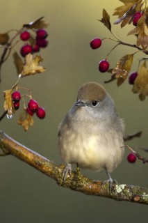Eurasian Blackcap (Sylvia atricapilla) female, Castile-La Mancha, Spain