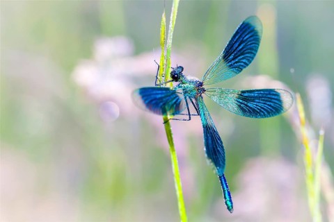 Banded demoiselle (Calopteryx splendens), Lower Saxony, Federal Republic of Germany