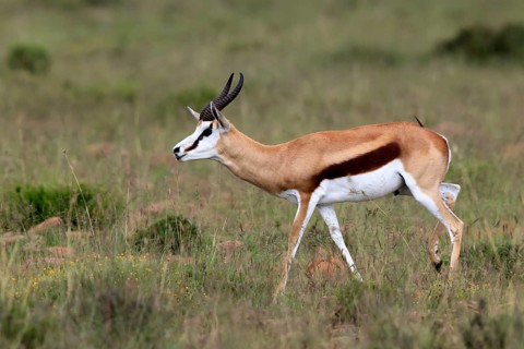 Springbok (Antidorcas marsupialis), adult, male, foraging, running, Mountain Zebra National Park,