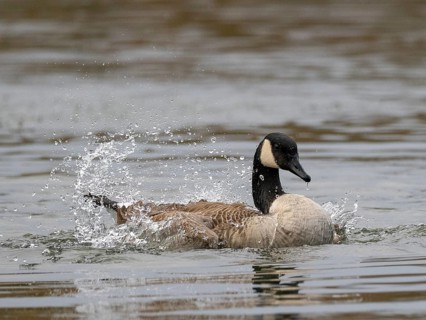 A Canada goose bathing, Ümminger See, Bochum, North Rhine-Westphalia, Germany