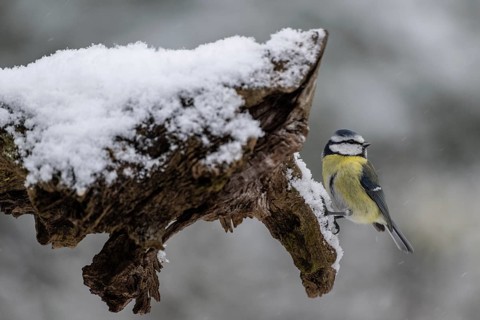 Blue tit (Parus caerulea), Emsland, Lower Saxony, Germany