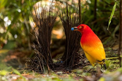 Flame Bowerbird (Sericulus ardens) perched at its bower in Papua New Guinea