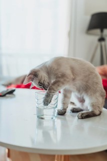 A playful cat intriguingly dips its paw into a glass of water on a modern home table, capturing a