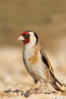 European Goldfinch - Stieglitz - Carduelis carduelis ssp. balcanica, Croatia, adult female
