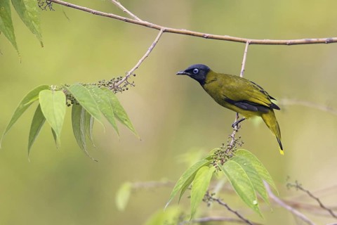 Black-headed Bulbul (Pycnonotus atriceps), Thailand