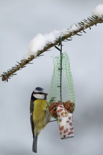 Eurasian Blue Tit (Cyanistes caeruleus), Mecklenburg-Western Pomerania, Germany