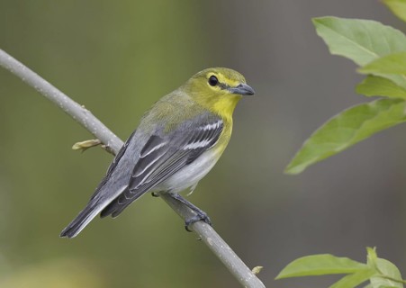 Yellow-throated Vireo (Vireo flavifrons), Ohio, USA