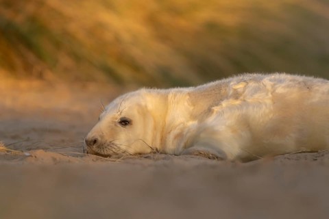 Grey seal (Halichoerus grypus) juvenile baby pup animal resting on a sand dune by a beach in