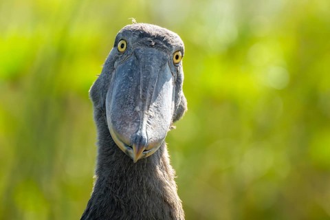 Shoebill (Balaeniceps rex), juvenile, funny animal portrait, swamps of Mabamba, Lake Victoria,