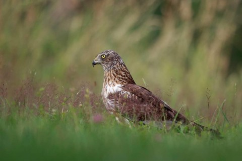 Western Marsh Harrier (Circus aeruginosus) male on grassland, Poland