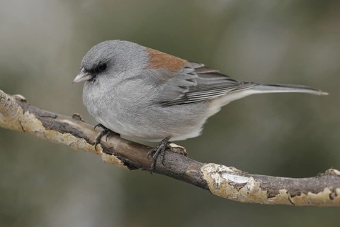 Grey-headed Junco (Junco hyemalis caniceps), New Mexico, USA