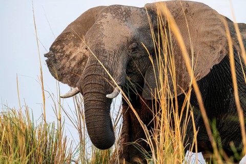 Animal portrait, African elephant (Loxodonta africana) feeding among grass, Ihaha, Chobe National