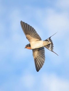 Barn Swallow (Hirundo rustica) flying, Texas, USA