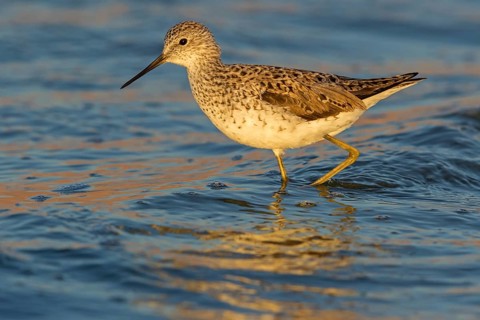 Pond sandpiper, (Tringa stagnatilis), animals, birds, biotope, habitat, foraging, wader, waders,