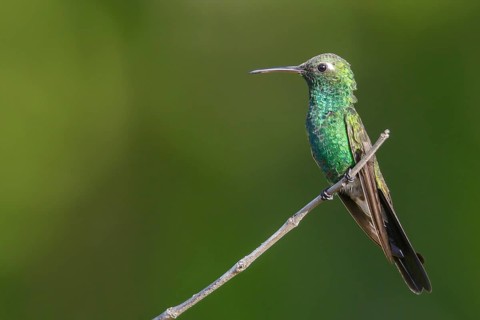 Cuban Emerald (Chlorostilbon ricordii) perched on a branch in Cuba
