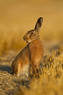 European brown hare (Lepus europaeus) adult animal in a farmland stubble field in summer, Norfolk,