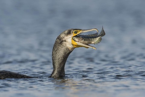 Great Cormorant (Phalacrocorax carbo) eating a fish, Eilat, Israel