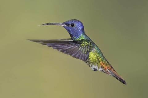 Golden-tailed Sapphire (Chrysuronia oenone), Ecuador